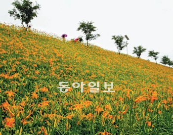 전남 구례군 서시천변에 핀 원추리. 야생화의 보고인 전남 구례군은 야생화연구소를 설립하고 지리산 야생화 종자 육종사업을 벌이는 등 야생화를 지역특화산업으로 육성하고 있다. 구례군 제공