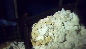 채널A <뉴스A> 방송화면 캡처.