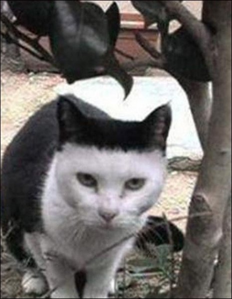 ‘앞머리 잘린 고양이’ 사진=인터넷 커뮤니티