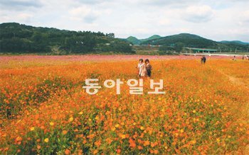 꽃길 걸으며… 지천으로 흐드러진 꽃 사이로 가을을 즐기는 사람들. 21일 대구 북구 노곡동 하중도 생태공원은 그야말로 꽃눈이 뿌려진 듯 아름다웠다. 대구시 제공