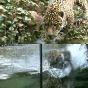 물 속에 재규어. 영상캡쳐.