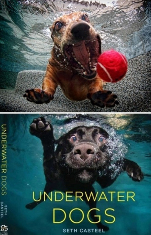 개의 숨겼던 얼굴. 사진 ｜ 세스 캐스틸의 ‘언더워터 도그(UNDERWATER DOGS)’, 온라인 게시판