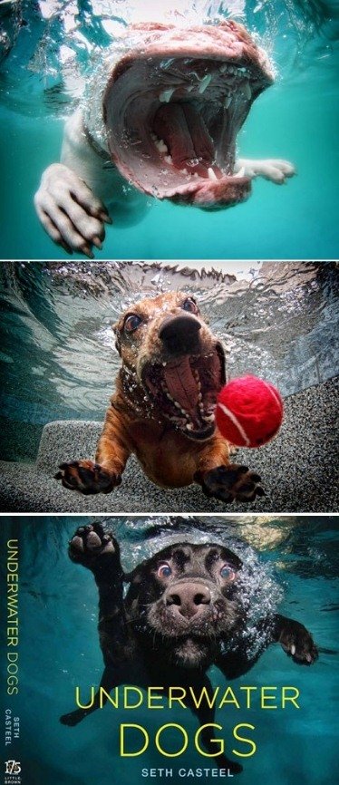 출처= 언더워터 도그 사진집