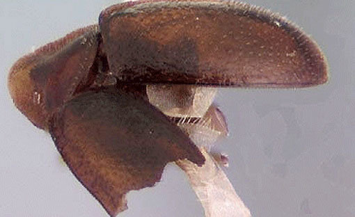 머리 없는 곤충