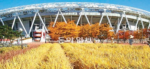 대구스타디움 광장에 누렇게 익은 벼가 탐스러운 자태를 뽐내고 있다. 대구시는 화분에 심긴 이 벼를 5일까지 수확하고 이후에는 보리를 심을 예정이다. 대구시 제공