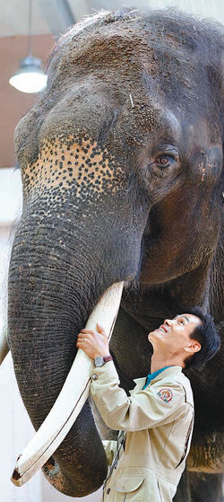 코식이는 “좋아” 경기 용인시 에버랜드 동물원의 말하는 코끼리 ‘코식이’ 가 2일 김종갑 사육사와 함께 ‘좋아’라는 단어를 따라 하고 있다. 용인=연합뉴스