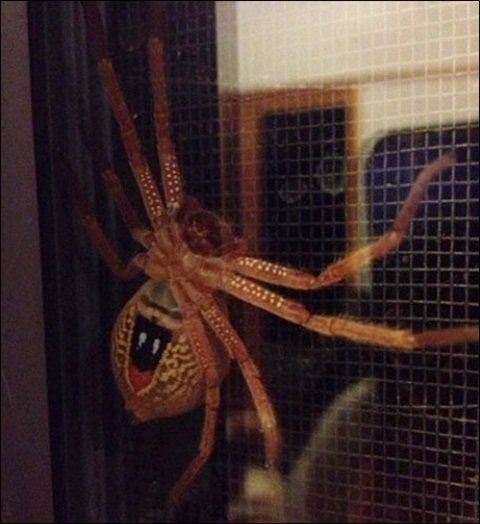 출처= 커뮤니티 게시판