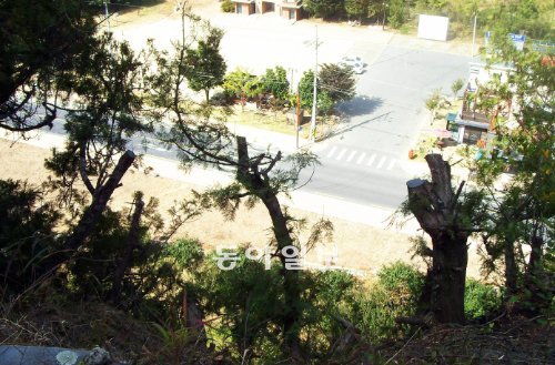 천연기념물 1호인 대구 측백나무 숲 내의 측백나무 3그루가 무단으로 잘려나갔다.대구
동구는 “가지치기 정도”라고 해명했지만 몸통까지 잘렸음을 알 수 있다. 대구 동구 제공