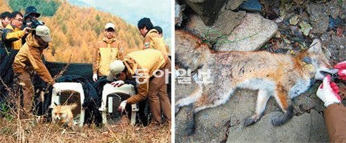 6일 오전 소백산국립공원 인근 경북 영주시 부석면 한 민가에서 토종 여우 암컷이 폐사한 채 발견됐다. 왼쪽 사진은 지난달 31일 방사되던 모습. 국립공원관리공단 제공