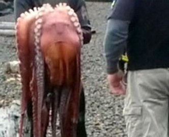 출처= 커뮤니티 게시판