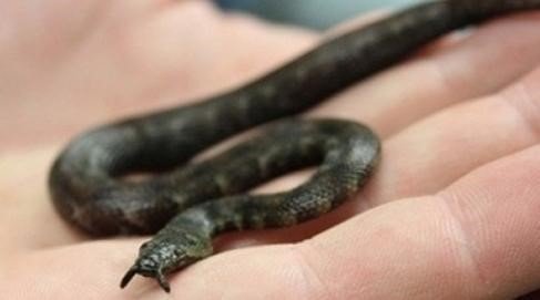 출처= NBC 홈페이지