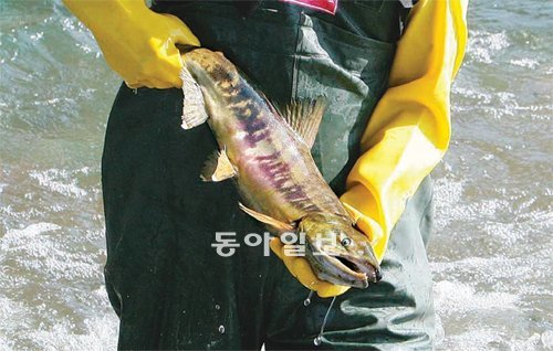 울산시 공무원 등이 태화강으로 회귀하는 연어 개체수를 조사하기 위해 연어를 포획하
고 있다. 울산시 제공