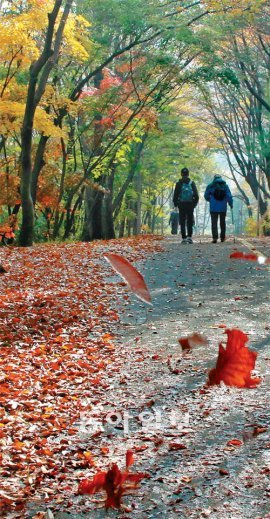 바람이 불 때마다 우수수! 나뭇잎비가 내리는 서울대공원 외곽도로. 나이 지긋한 어르신들의 산책코스로 이름났다. 떡갈나무 신갈나무 
굴참나무 등 참나무 잎은 이미 길바닥에 떨어져 꽃이불이 됐고, 요즘은 단풍잎들이 하나둘씩 흩날리고 있다. ‘낙엽에 발목이 푹푹 
빠지는/산길을 걷는다./한 발자국씩 옮길 때마다/부스럭 부스럭/낙엽이 소리를 내준다./산새소리도 좋지만/낙엽이 내는 소리가 
좋다./낙엽길이 이어져서 좋다./낙엽소리 속에는/봄을 재촉하는 보슬비 소리/벌 나비들의 날갯짓소리/무더운 여름날 소나기 
소리/도토리가 살찌는 소리…’(최춘해 ‘낙엽’에서). 서울대공원=서영수 전문기자 kuki@donga.com