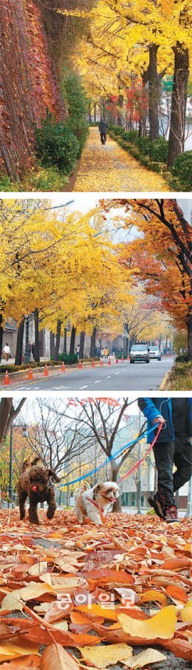 위로부터 남산 은행나무가로수길, 삼청동길, 남산산책길. 서영수 전문기자 kuki@donga.com