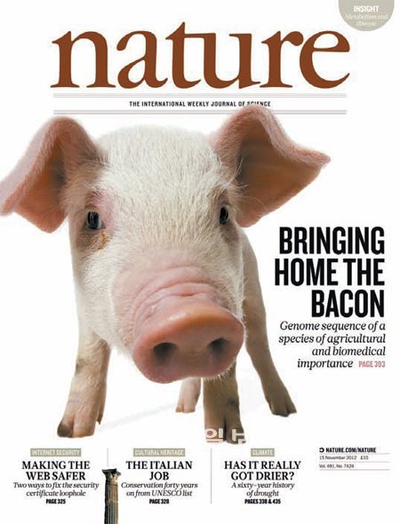15일자 네이처 표지논문으로 ‘돼지 유전체 해독’에 관한 연구가 선정됐다. 네이처 제공