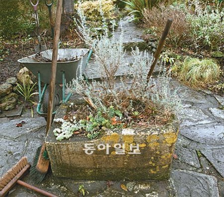 화단의 땅이 쇠약해졌다면 가볍게 뒤집어 퇴비를 듬뿍 넣어주는 게 좋다. 그 위에 10cm 이상으로 나무껍질이나 퇴비로 멀칭을 해 주면 겨울 동안 흙이 보온돼 봄에 식물을 잘 길러낼 수 있게 된다. 임종기 씨 제공