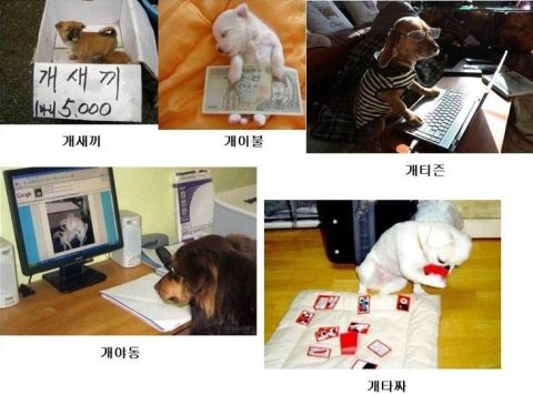 인터넷 ‘개 유머’ 시리즈 이미지