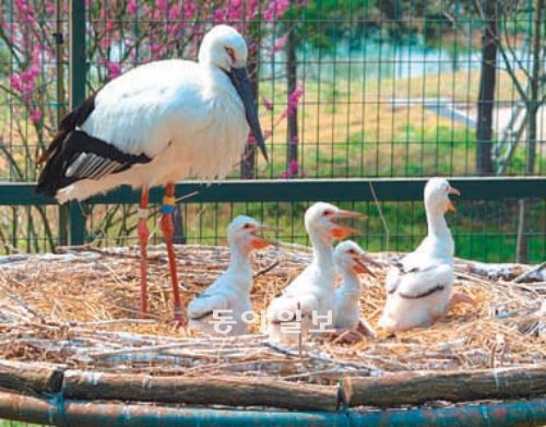 한국교원대 황새복원센터에서 사육 중인 어미 황새와 새끼 황새들. 한국교원대 제공