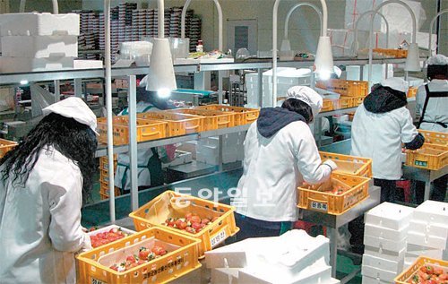 APC 직원들이 지역 농민들이 생산한 딸기 가운데 품질이 좋은 것만 가려내는 선별작업을 하는 모습.