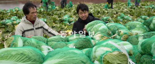 14일 오전 충남 당진시의 한 배추밭에서 배추를 재배하는 농민 구본일 씨(왼쪽)와 이수희 농협 채소사업소장이 망에 담긴 가을 배추를 운반 차량에 싣고 있다. 당진=김철중 기자 tnf@donga.com