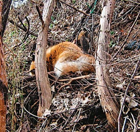 경북 영주 소백산에 방사됐던 토종여우 수컷이 21일 오전 6시 충북 단양군 가곡면에서 덫에 걸려 다친 채 발견됐다. 환경부 제공