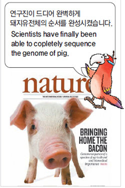 ‘돼지 유전체 해독’에 관한 연구가 표지논문으로 선정된 네이처. 네이처 제공