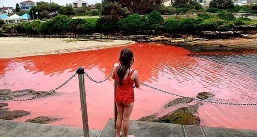 출처= 시드니모닝헤럴드