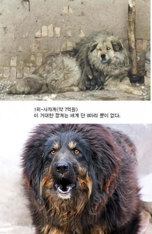 사자개 (출처= 커뮤니티 게시판, 바이두)