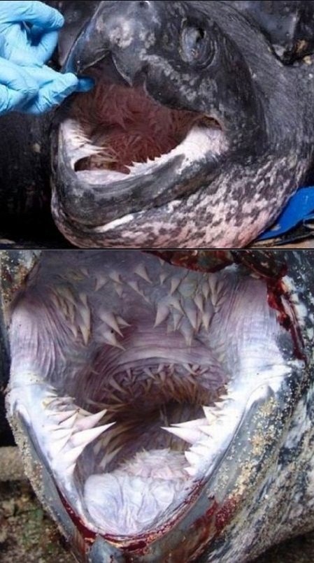 출처= 커뮤니티 게시판