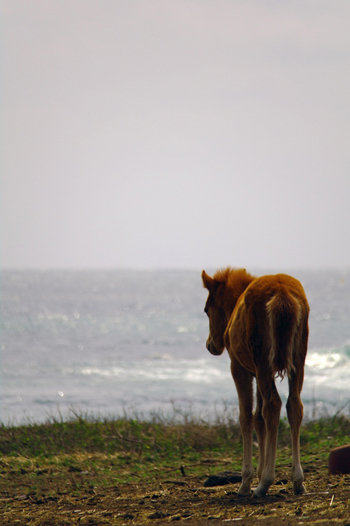 ※ 위 사진은 삼성스마트카메라로 촬영한 사진입니다