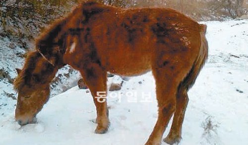 서울 청계천 관광마차를 끌던 말 ‘금돌이’가 강원 인제군 북면의 한 목장에서 풀을 찾아 눈밭을 파헤치고 있다. 마부 민모 씨 제공