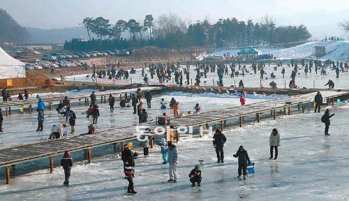 동장군이 기승을 부리는 1월이면 경기 가평 파주 포천 등에서는 송어 얼음낚시를 즐기려는 인파들로 북적인다. 잡은 송어는 현장에서 회로 먹거나 구워서 먹을 수 있고 눈썰매 등 다양한 겨울놀이도 체험할 수 있다. 사진은 올 1월 열린 파주 송어축제의 한장면. 파주송어축제위원회 제공