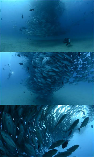 ‘물고기들 솔로 대첩’ 화제