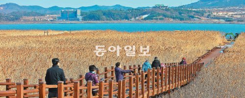 충남 서천군 한산면 신성리 갈대밭. 영화 ‘공동경비구역 JSA’의 배경인 이 갈대밭은 사람 키를 넘는 갈대의 물결이 장관이다. 늦가을이 절정이라지만 겨울에 가도 설경과 어우러져 색다른 아름다움을 만끽할 수 있다. 서천군 제공