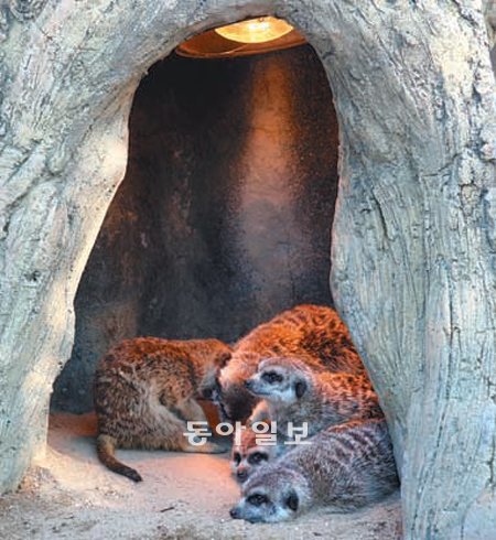 경기 과천시 서울대공원에서 미어캣이 열등 밑에 모여 있다. 난방시설을 갖춰 야외에서 열대동물을 만나볼 수 있다. 서울대공원 제공