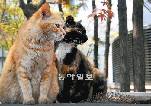 O2]한국 토종 고양이는 길고양이가 아니다? : 동아사이언스