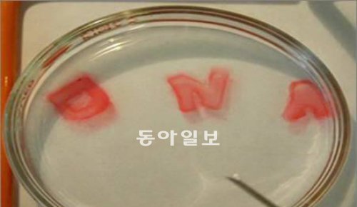 이종범 교수팀이 개발한 DNA 나노 생체 소자인 ‘DNA 메타 하이드로겔’의 모습. 아무 형태 없는 겔에 물을 넣자 ‘DNA’라고 쓴 글자가 떠올랐다. 서울시립대 제공
