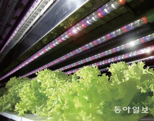 롯데마트 서울역점에는 식품재배용 LED로 상추를 길러 파는 ‘식물공장’이 있다. 전기값이 덜 드는 LED의 장점을 살려 친환경 농산물을 생산해 소비자에게 직접 판매도 한다.