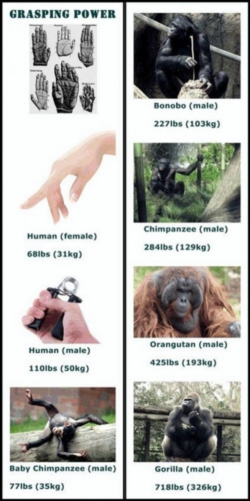 손 악력 비교.
