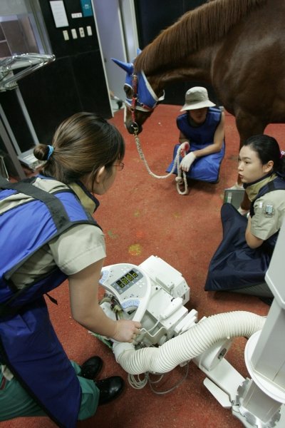 서울경마공원 동물병원에서 경주마의 엑스레이를 찍고 있는 수의과대학생들. 사진제공｜한국마사회