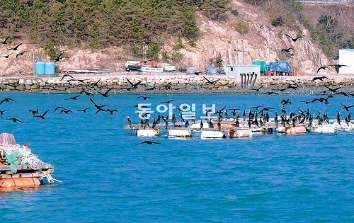 전남 여수시 남면 해상 가두리양식장에 날아온 가마우지 떼가 양식 물고기를 잡아 먹고 있다. 전남 해양수산과학원 여수지소 제공