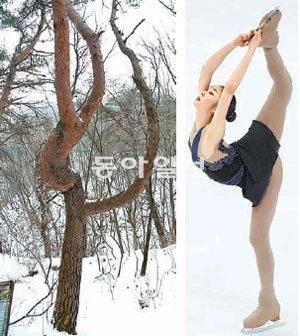 피겨여왕 김연아의 스파이럴 자세를 닮은 김연아소나무.