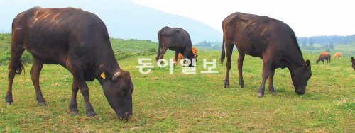 제주도축산진흥원에서 혈통등록 등의 까다로운 절차를 거쳐 보존하고 있는 제주흑우를 천연기념물로 지정하는 절차가 진행된다. 임재영 기자 jy788@donga.com