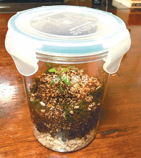 기자가 집에서 반찬통으로 만들어본 테라리움. 한가운데에 구아버 묘목을, 가장자리에 이끼를 심었다.