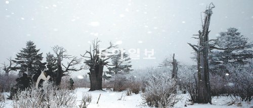 태백산 정상의 주목 군락. 태백산은 온 산이 눈으로 뒤덮여 아름다운 설국으로 변한다. 이 때문에 주말과 휴일이면 등산로를 따라 긴 행렬이 만들어질 정도로 많은 등산객이 찾아오고 있다. 전영한 기자 scoopjyh@donga.com