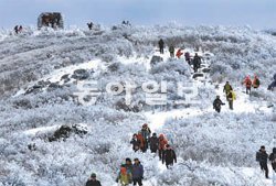 태백산 정상의 겨울 풍경. 온 산이 눈으로 뒤덮여 아름다운 설국으로 변한다. 태백시 제공