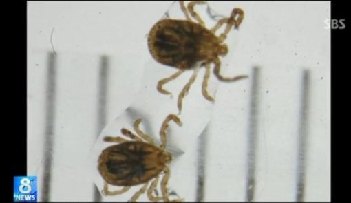 사진= SBS 보도 영상 캡처