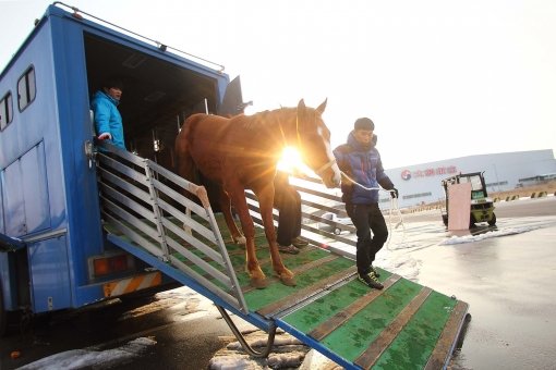 13일 미국으로 떠나기 위해 인천국제공항에 도착한 경주마 ‘베터댄유’가 수송차량에서 내리고 있다. 사진제공｜한국마사회