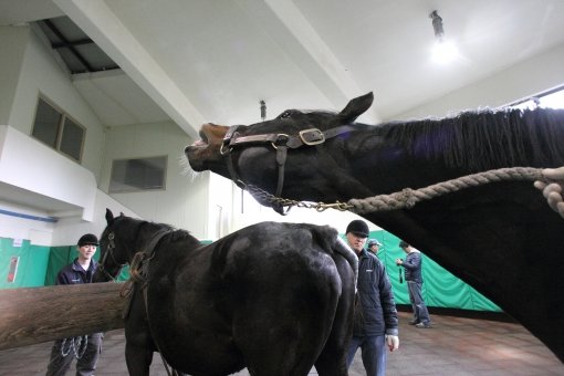 메니피 교배현장. 사진제공｜한국마사회