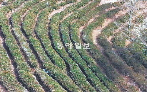 24일 전남 보성지역 낮 최고기온이 8도까지 오르면서 봄 기운이 완연했다. 봄이 다가오면서 보성차밭도 생명의 기지개를 켜고 있다. 보성차생산자조합 제공